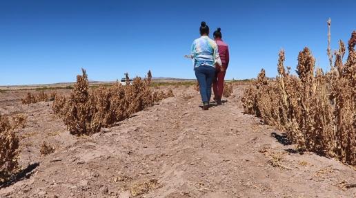 Mujeres indígenas emprendedoras no se detienen ante la pandemia o la sequía
